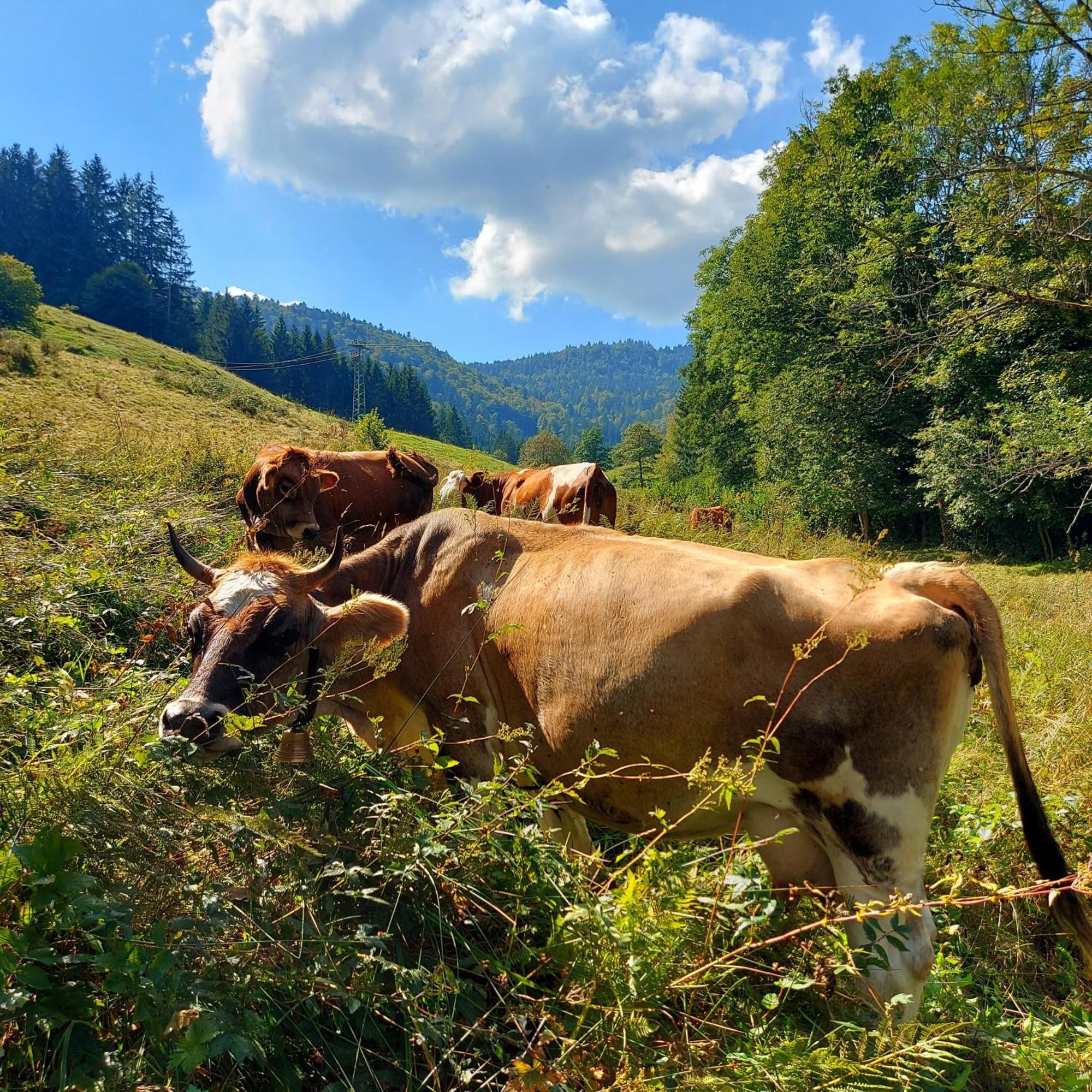 Ferienwohnungen Haus Hees Todtnau Exteriér fotografie